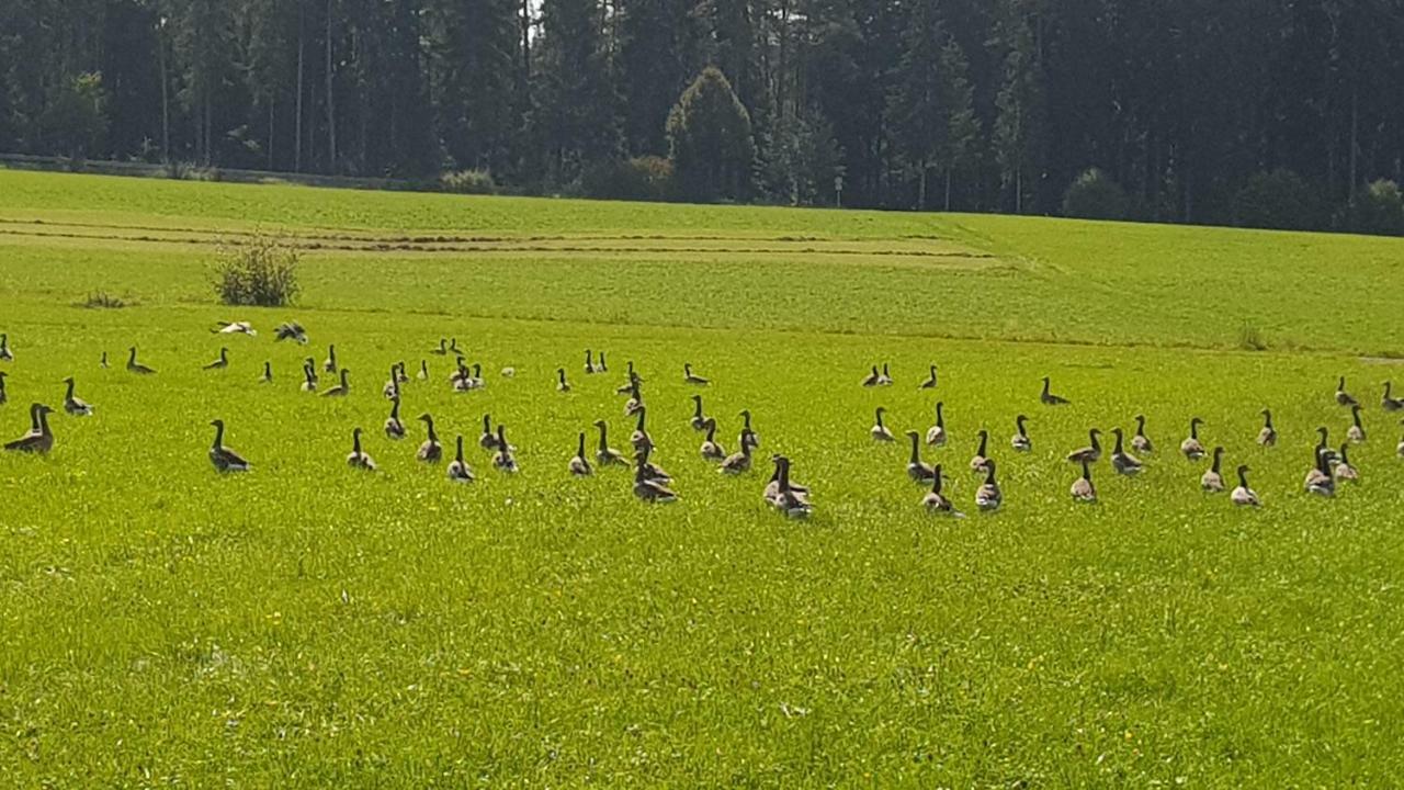 Ferienwohnung Am Kirnbergsee Unterbrand Экстерьер фото